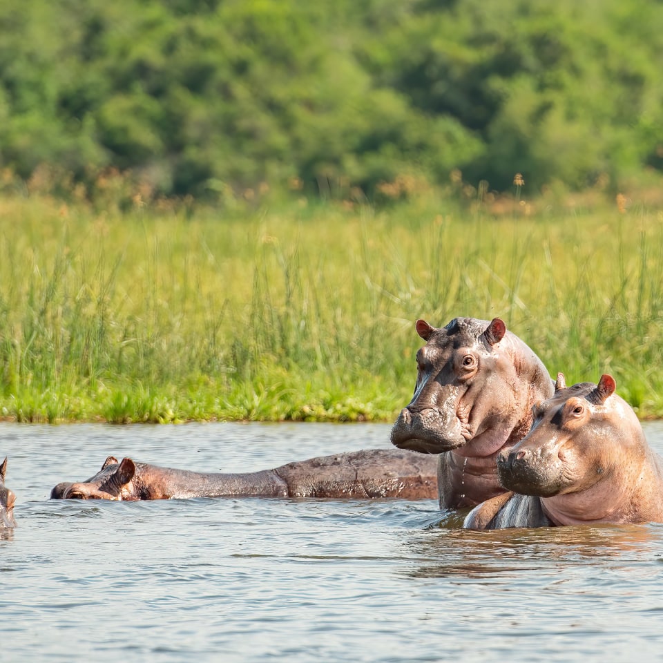 Churchill's Erbe: die grüne Perle Afrikas